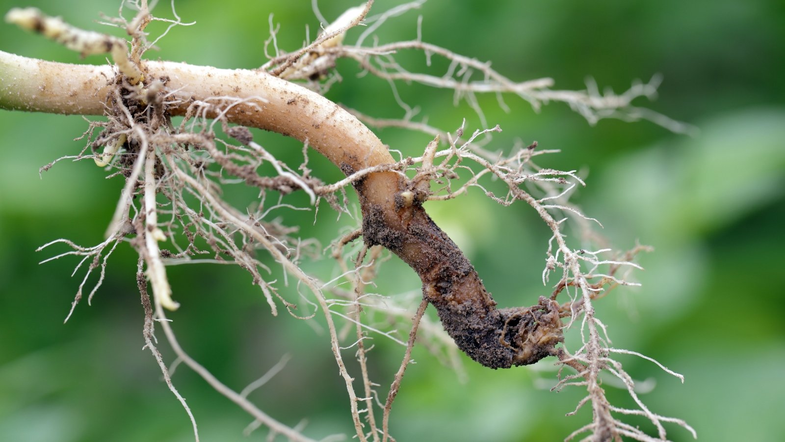 A close-up image of a lupine root that has been damaged by disease, showing signs of rot and decay, with the surrounding soil affected by the root’s deterioration.