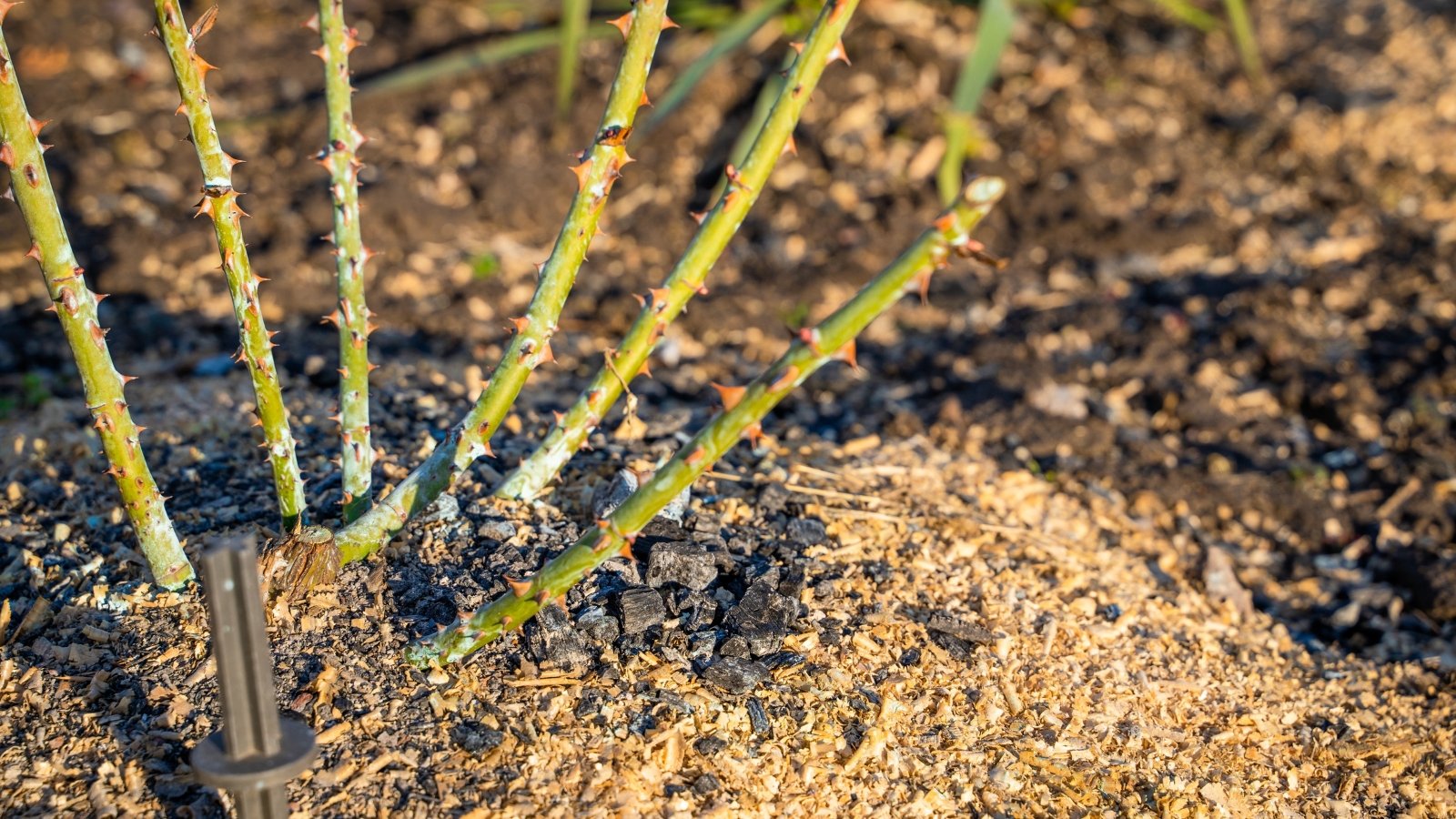 Freshly planted stem cuttings in the ground, standing upright in rich soil, with minimal foliage visible.