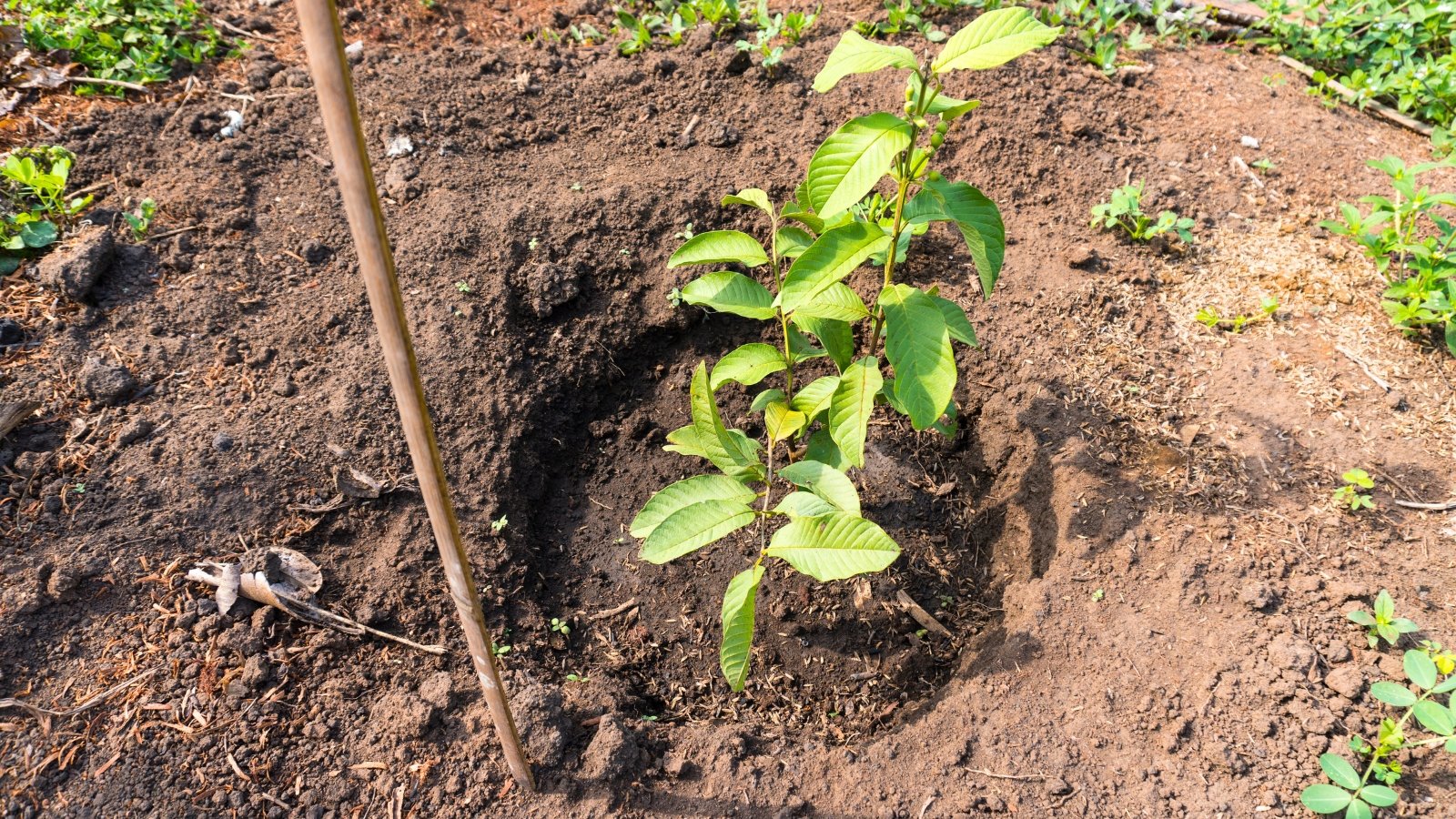 A young freshly planted tree with smooth, slender branches with bright green, oval leaves that are soft and have a subtle sheen.