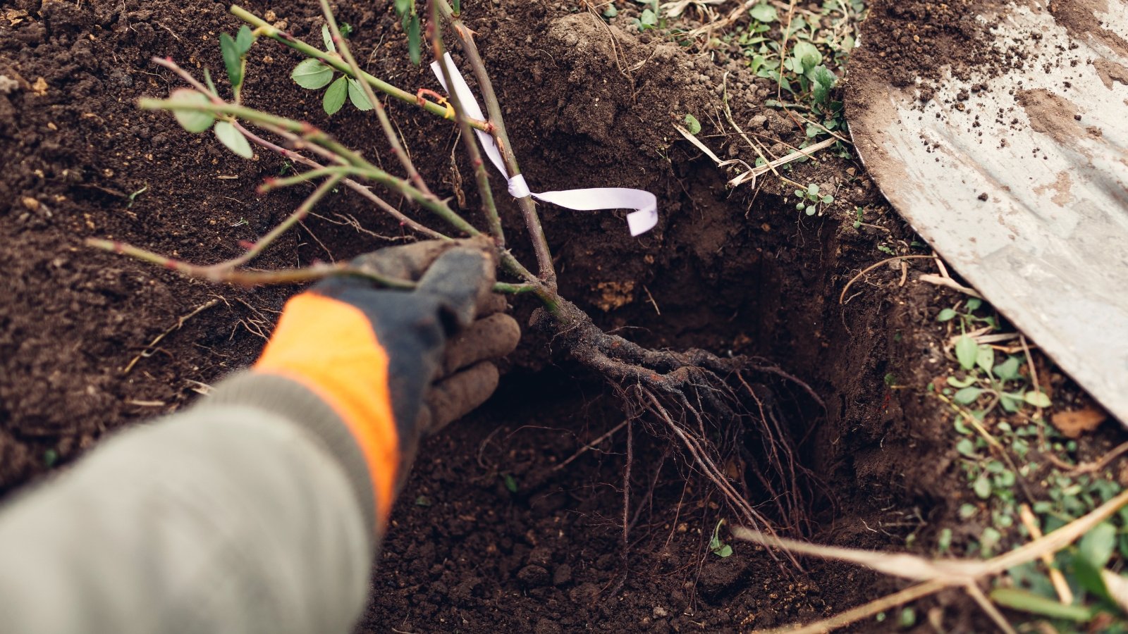 Close-up of a gardener wearing gloves planting a bare-root rose bush into a dug hole in black soil.