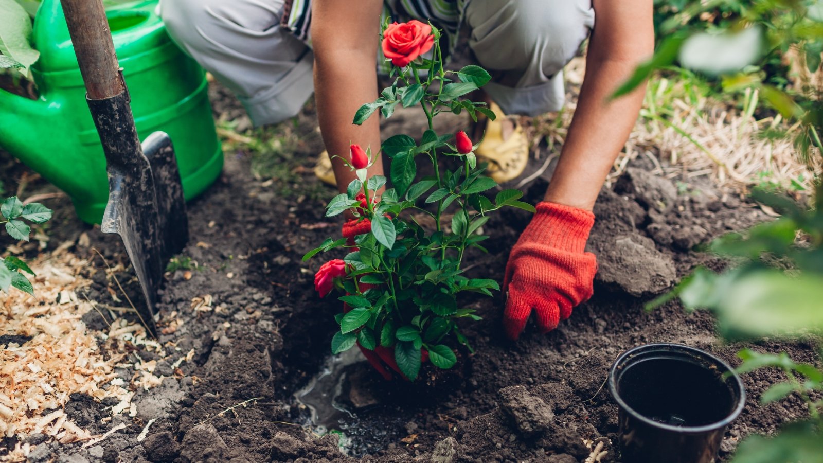 A gardener’s hands pressing soil around the base of a flowering plant, ensuring it is securely planted in its new location.