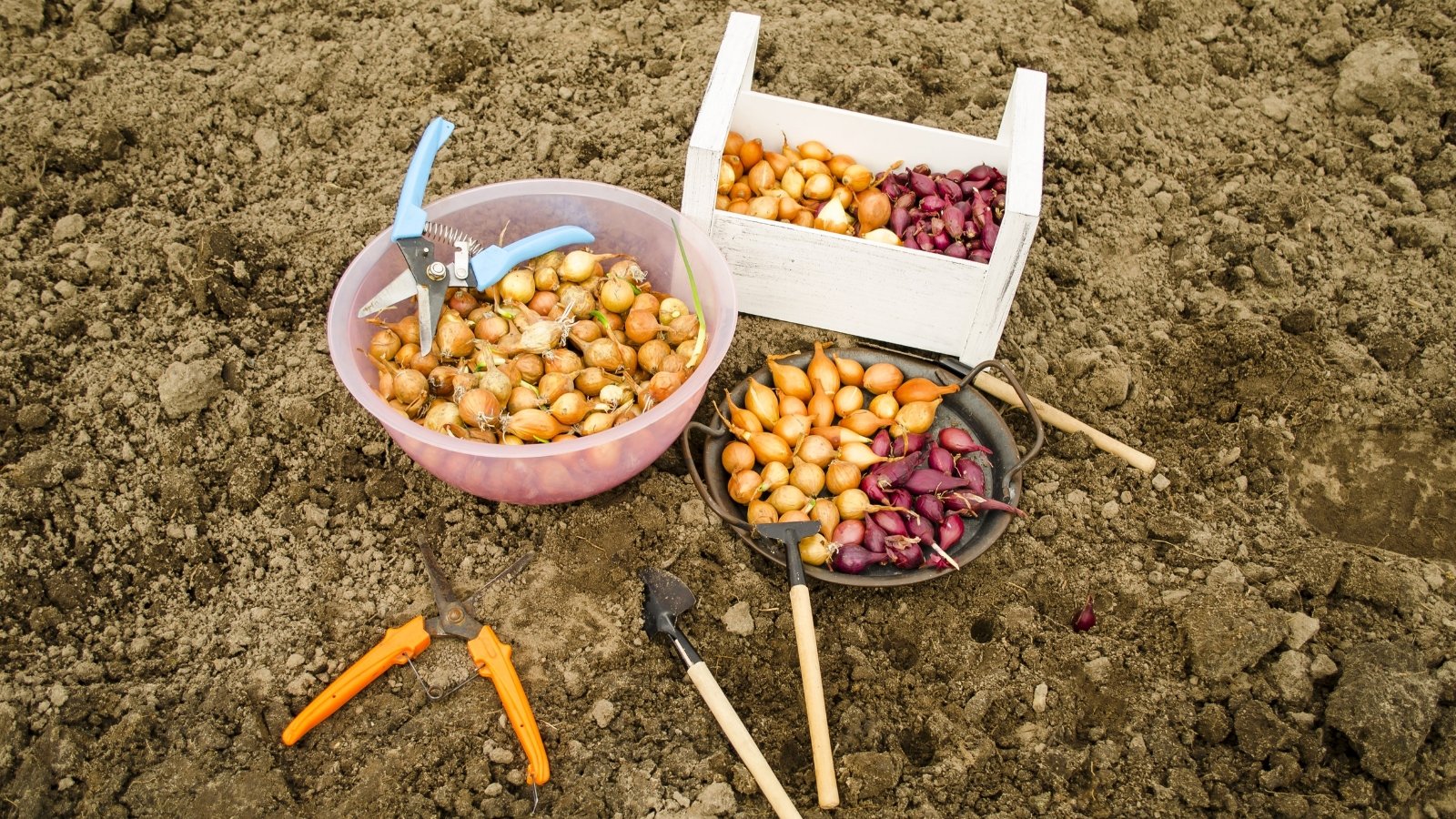 Various Allium cepa bulbs, each a different variety, sit snugly in assorted containers, ready for cultivation. Surrounding them are gardening tools, including a small rake, shovel, pruning shears, and pliers, suggesting meticulous care and preparation. The containers find their place amidst the brown, fertile soil, awaiting the gardener's touch.