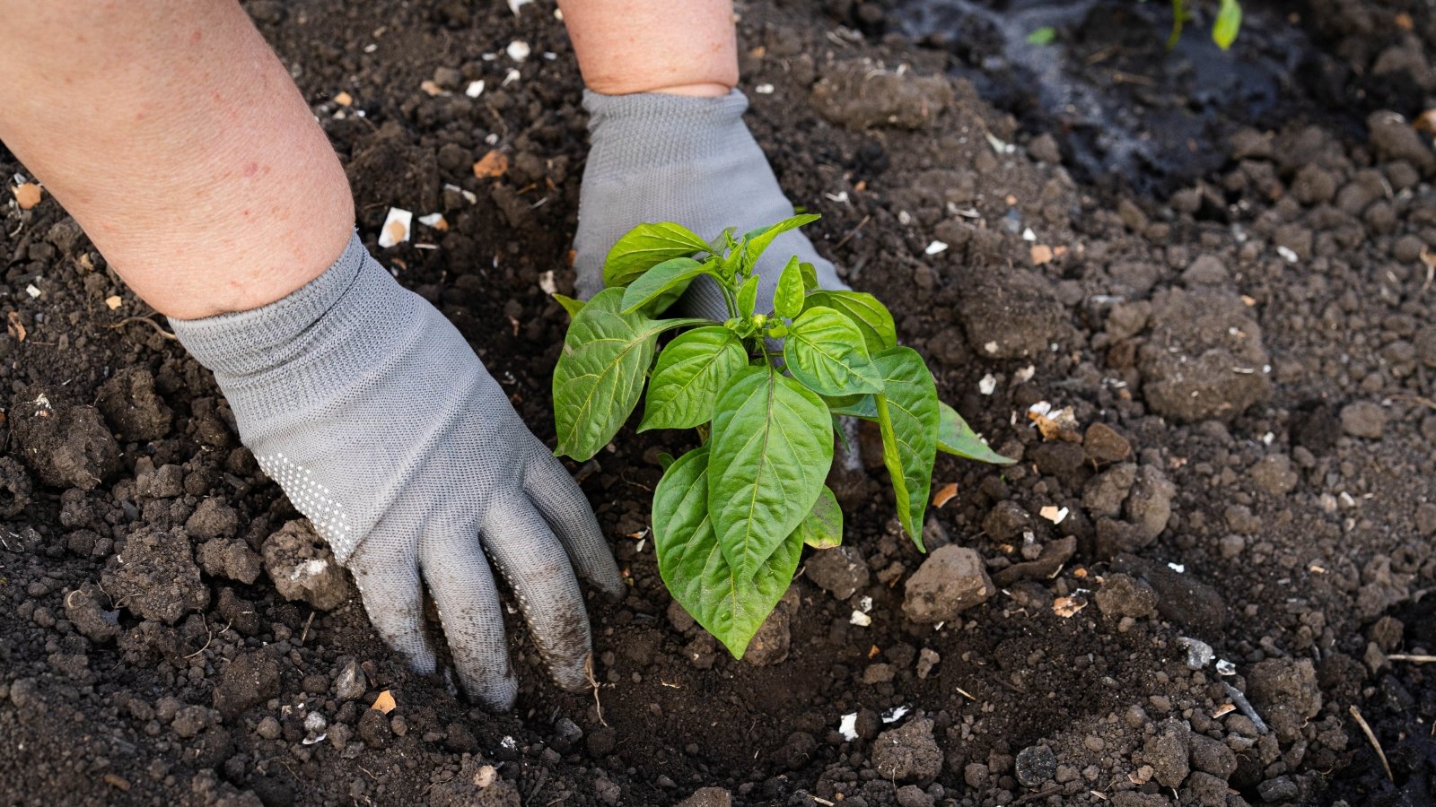 Gray-gloved hands gently plant a young green seedling into rich, dark soil.