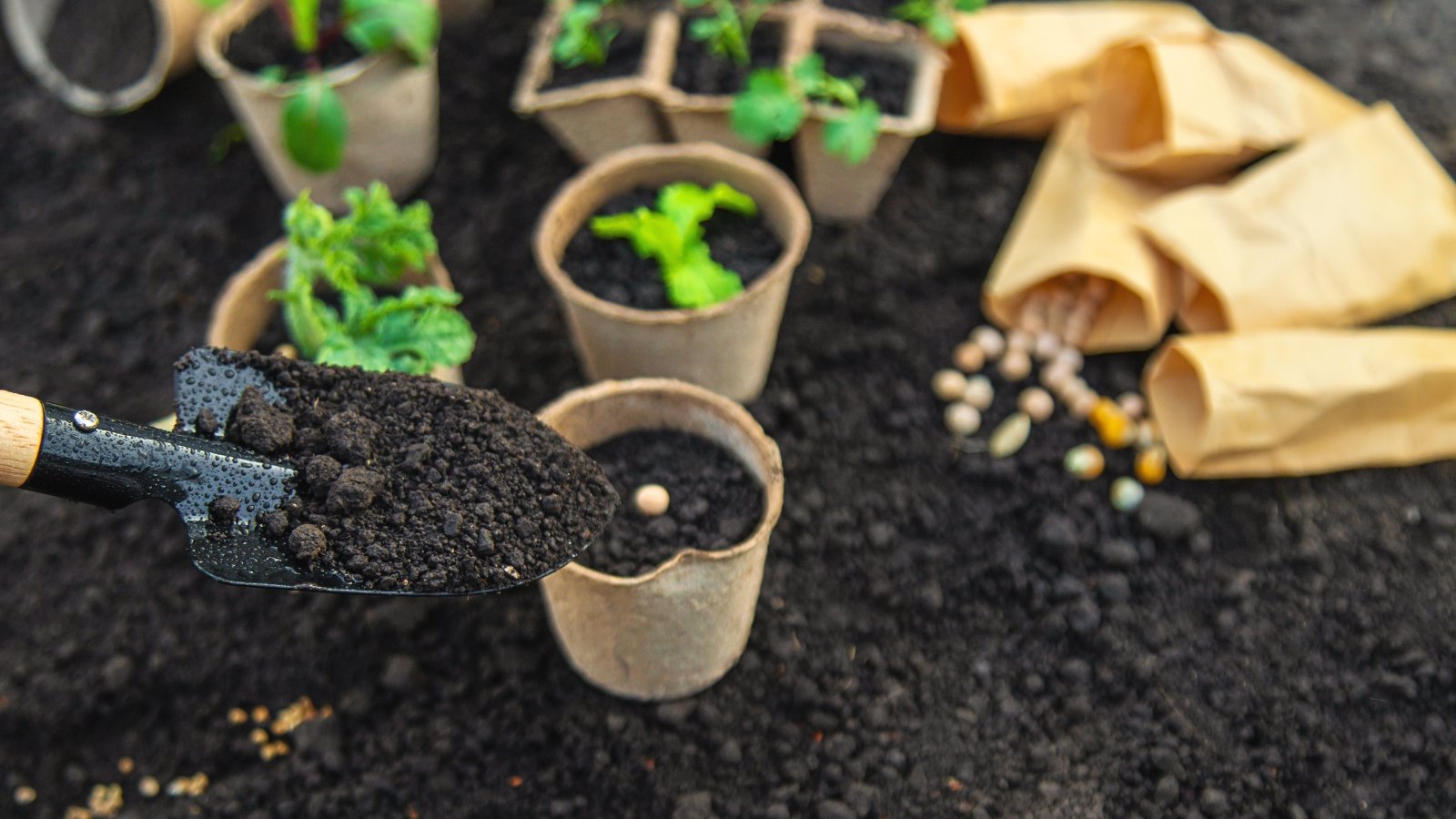 A young seedling being delicately planted into a small brown pot filled with fresh soil, with a small gardening trowel lying next to it.