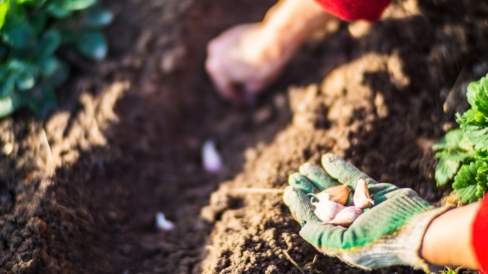 Close-up of a gardener's hands in white and green gloves planting garlic seeds in the soil in a sunny garden.