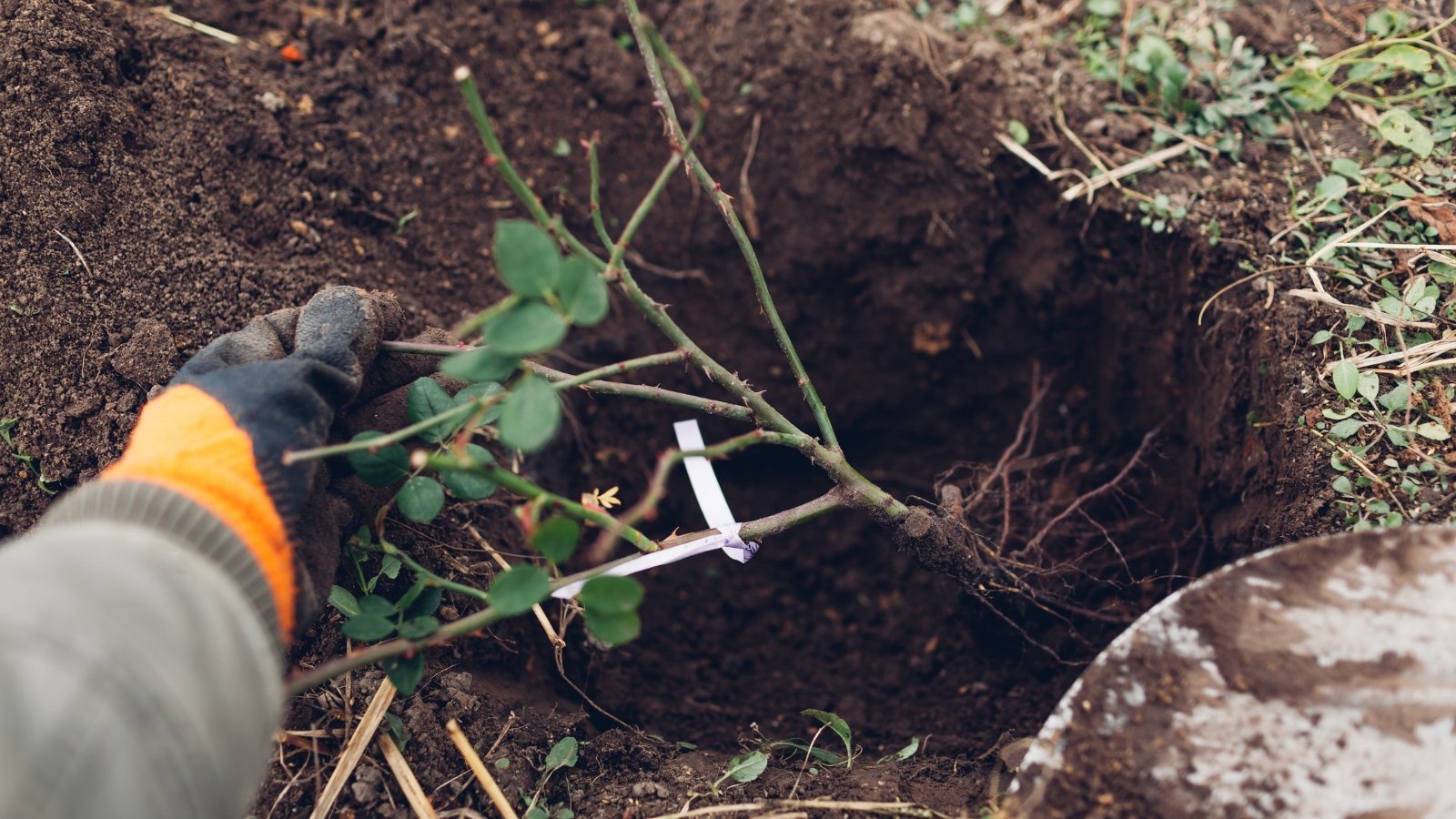 A gardener’s gloved hands carefully placing a young flowering plant into a freshly dug hole in the soil, ensuring it is securely positioned.