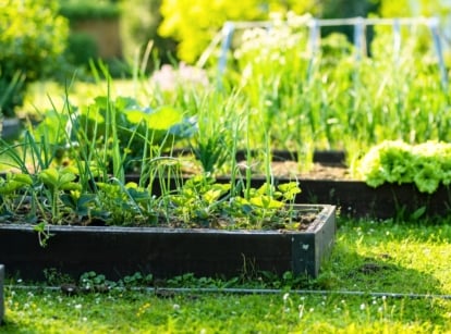 A garden with wooden raised beds filled with a variety of growing vegetables, herbs and other plants, including onions, strawberries, and lettuce.