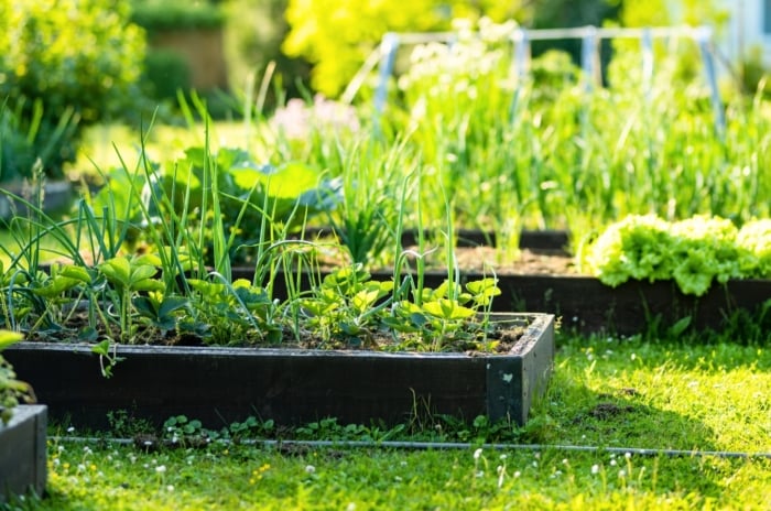 A garden with wooden raised beds filled with a variety of growing vegetables, herbs and other plants, including onions, strawberries, and lettuce.