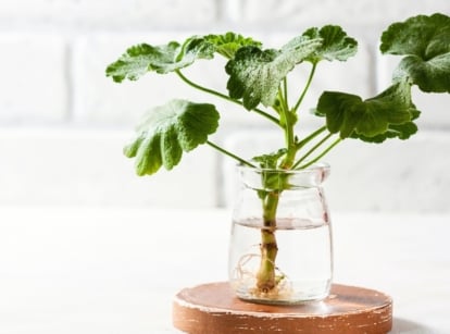 Close-up of a geranium plant cutting rooting in a glass vase filled with water, set against a white background.