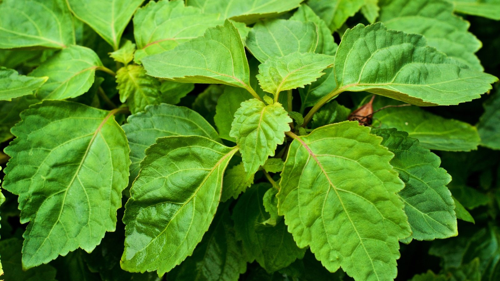 Close-up of a large plant with broad, textured leaves, surrounded by various other plants in the background.