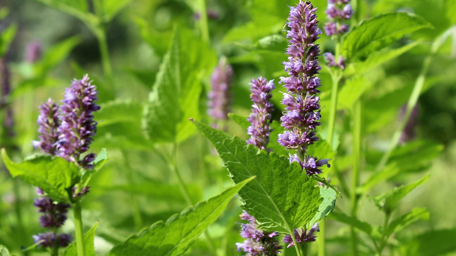 A flowering medicinal plant, with tall stems and small blossoms, growing in a garden.