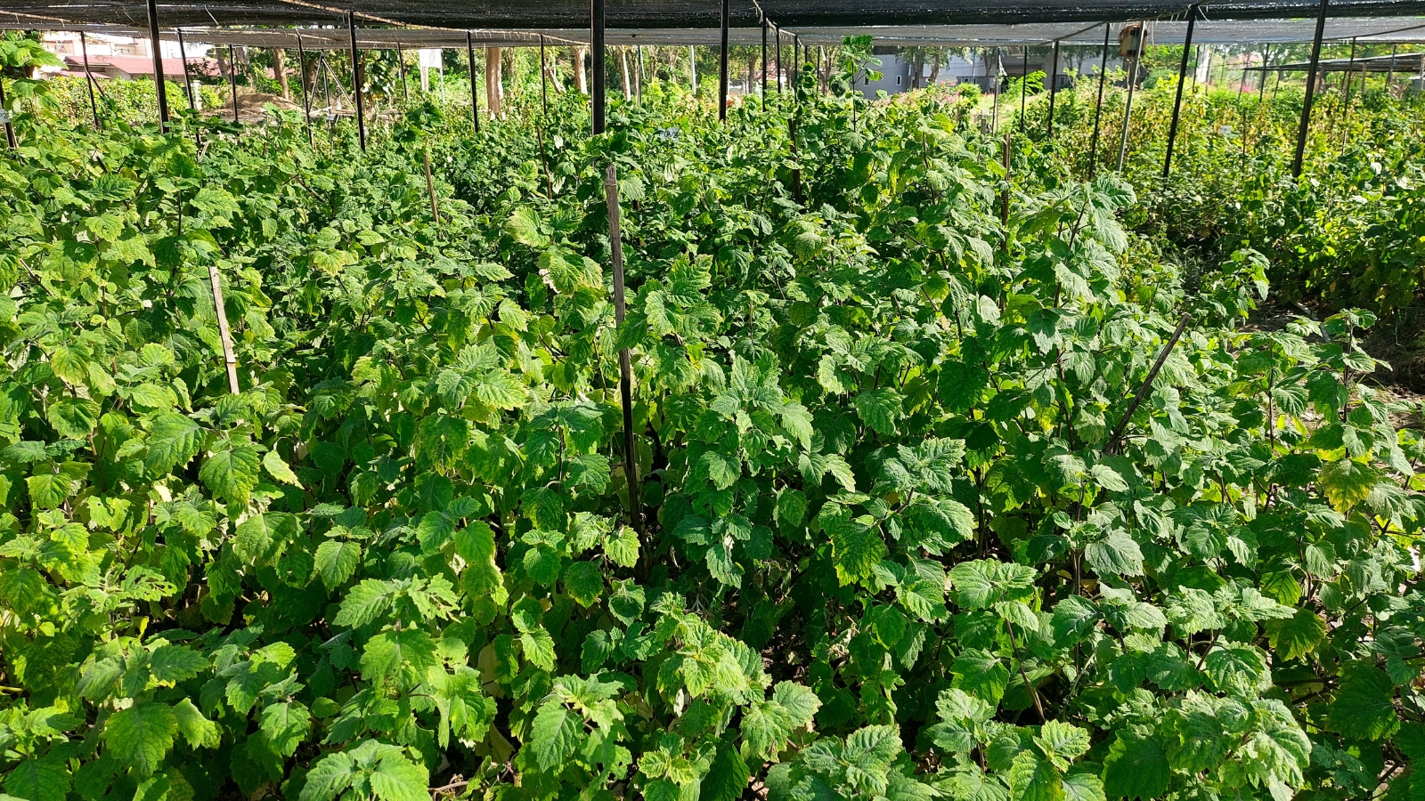 An abundance of Pogostemon cablin growing inside a greenhouse.