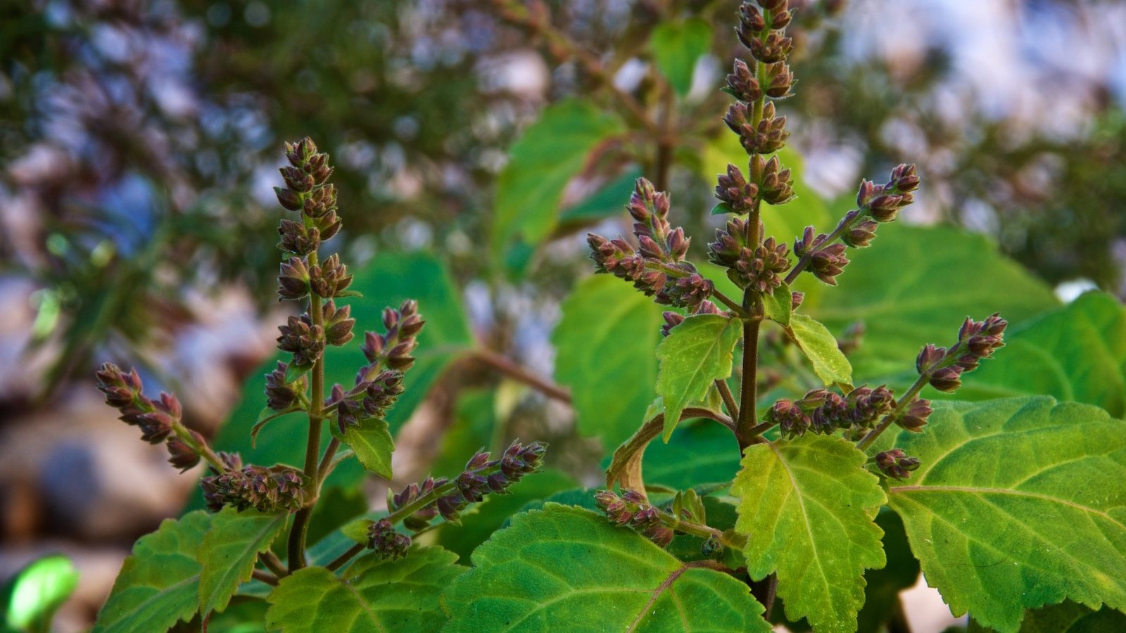 Eye-level view of a plant in bloom, showcasing the small purple blossoms and broad green leaves.