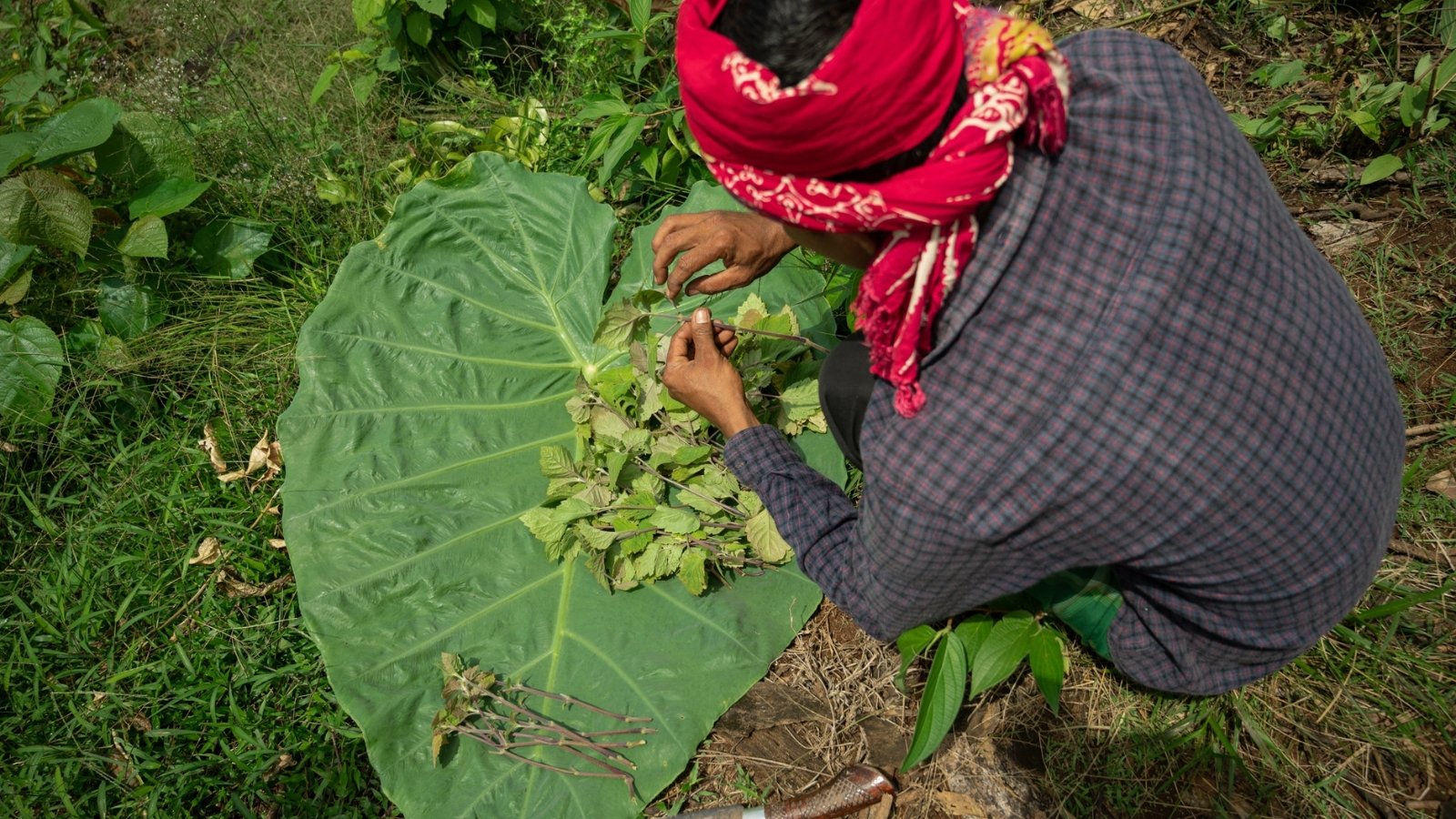 A person dividing a plant on a broad green leaf.