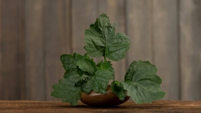 A detailed view of vibrant green leaves with serrated edges, highlighting the lush, healthy foliage.