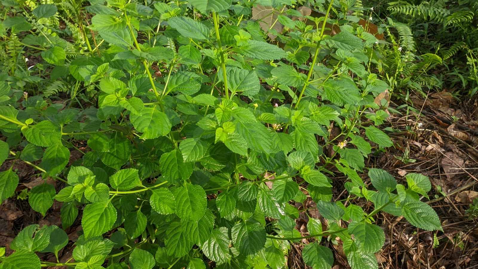 Close-up of thriving green leaves, emphasizing their vibrant color and healthy appearance.