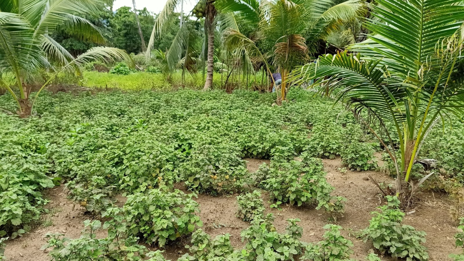 A lush garden full of green plants, ready for harvesting, with thick foliage dominating the scene.