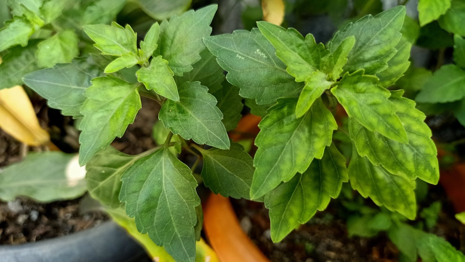 A close-up view of a green plant with broad leaves, emphasizing the texture and lush growth of the foliage.