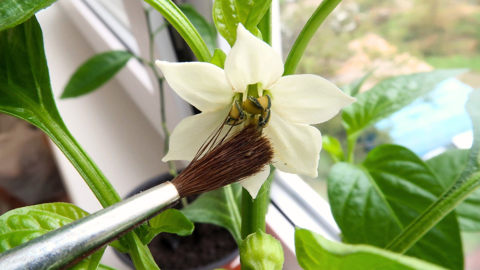 Close-up of a gardener pollinating a white star-shaped pepper flower using a paintbrush.