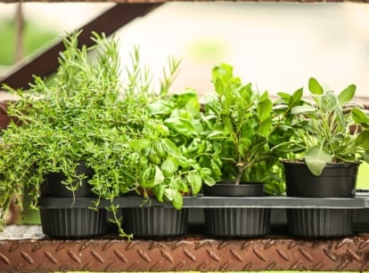 Assorted black pots of aromatic herbs rest on the steps of a rustic metal staircase, creating a delightful herb garden display.