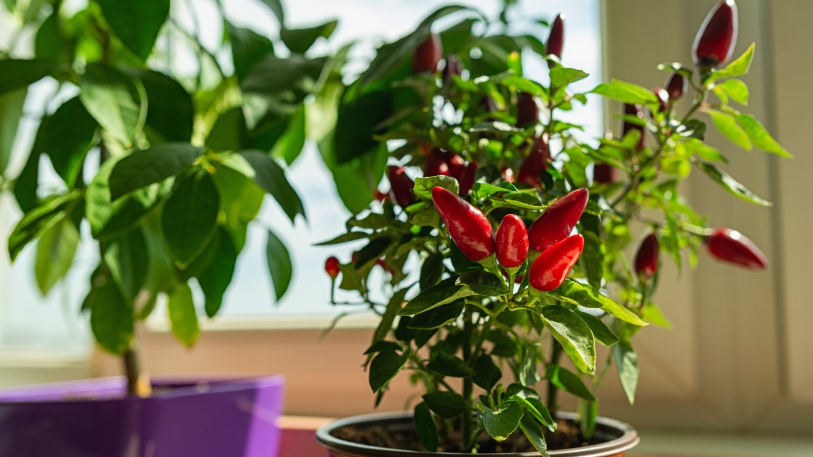 A Capsicum annuum seeds with vibrant red fruits, planted in a pot indoors along with other plants.