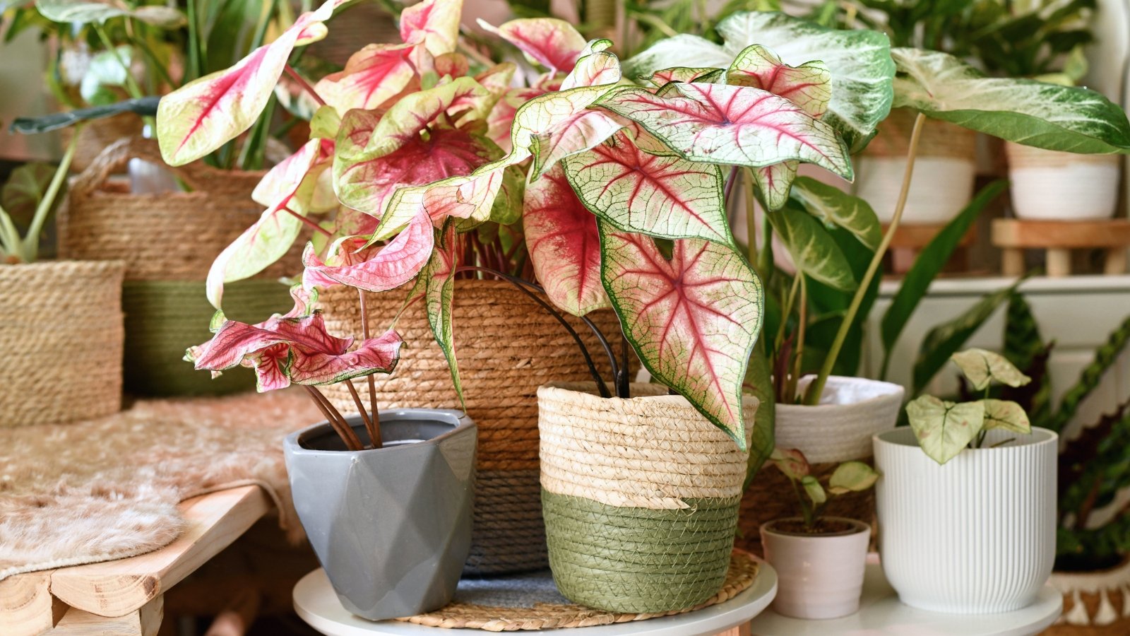 A vibrant arrangement of colorful potted plants with leaves in striking shades of green, red, and white, set against a background of wooden planks, with each pot showcasing a unique leaf pattern and texture, creating a lively and dynamic display of tropical foliage.