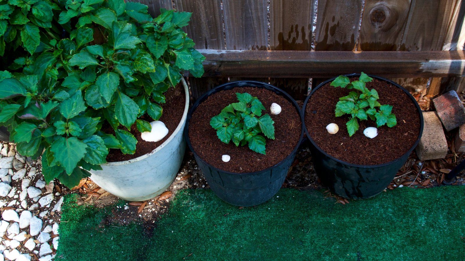 A top-down view of a container garden featuring young plants with fully grown, broad green leaves.