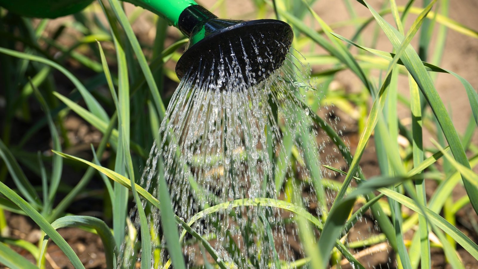 Close-up of a green watering can being used to water a garden bed with plants featuring long, bright green, flat leaves.