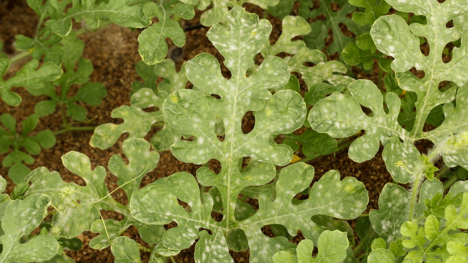 Powdery mildew visible on the leaves of a Citrullus lanatus plant.