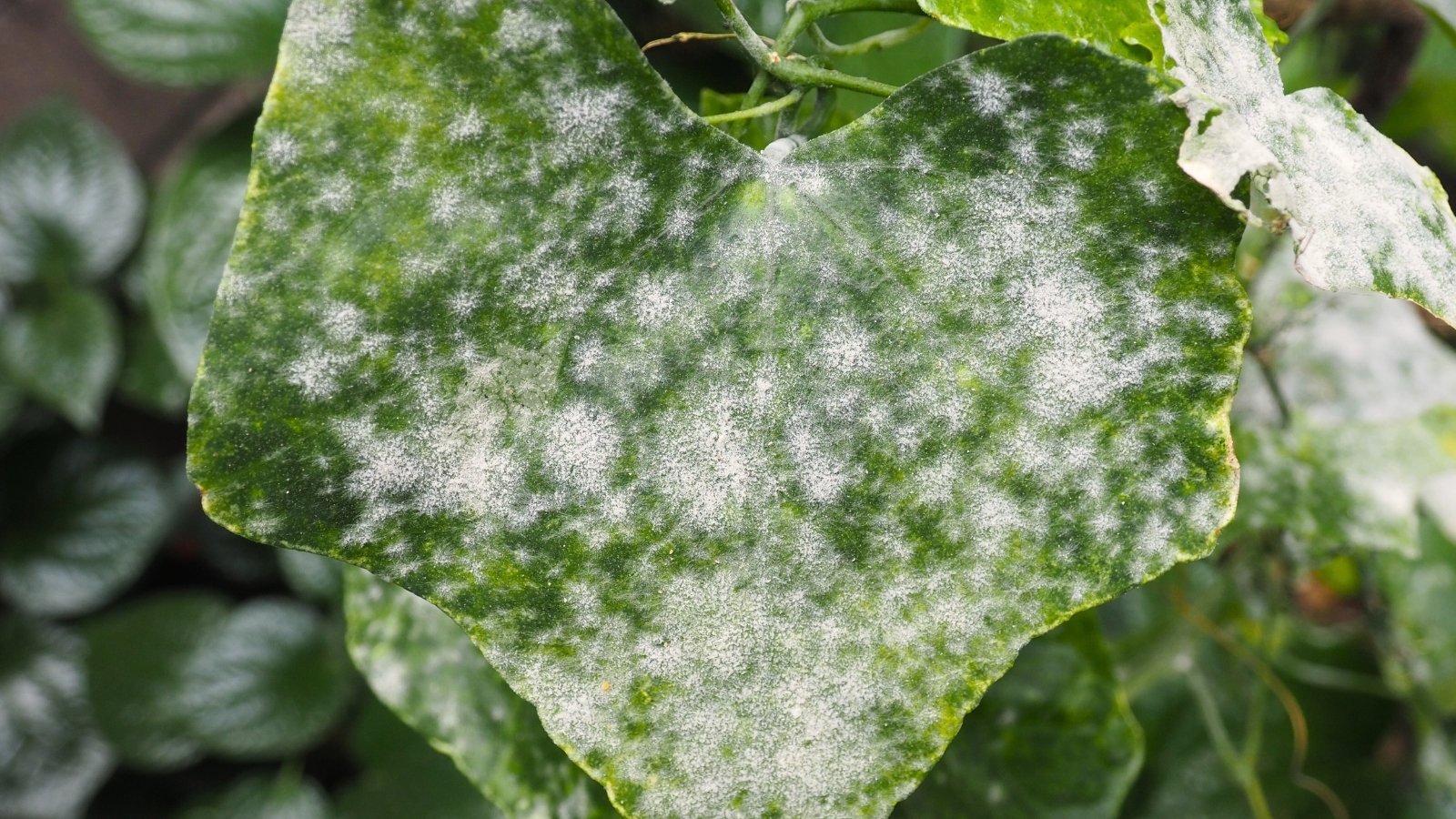 Close-up of a cucumber leaf affected by Powdery Mildew disease which manifests as a white, powdery coating on the surface.