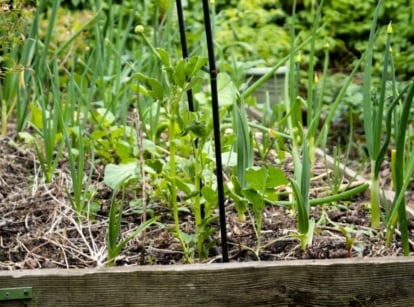 Garlic sprouts growing among onions and fava beans in a raised bed.