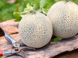 Two ripe melons with a netted rind on a wooden surface next to red pruning shears.