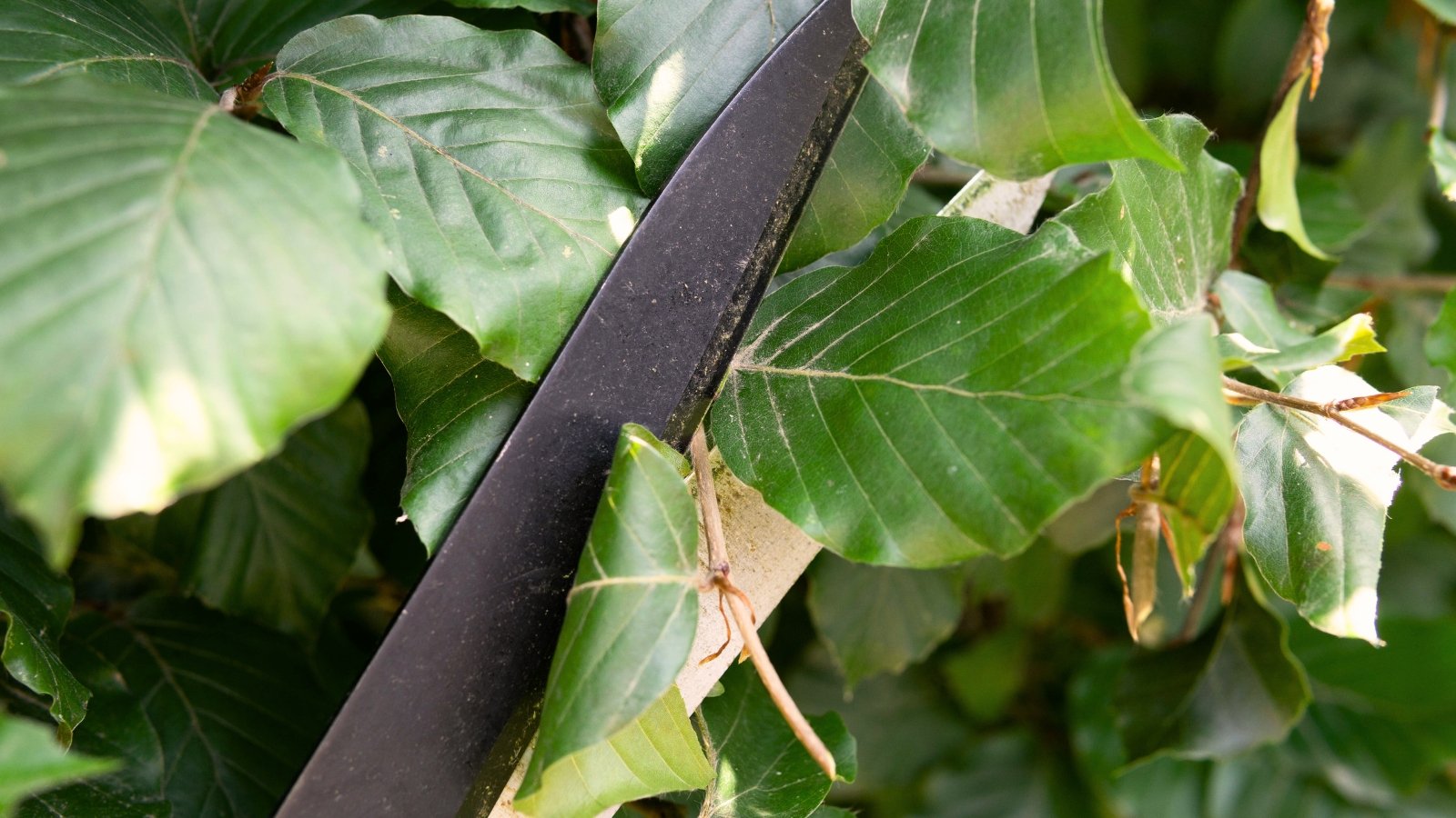 Close-up of scissors cutting oval, glossy, dark green leaves with jagged edges.