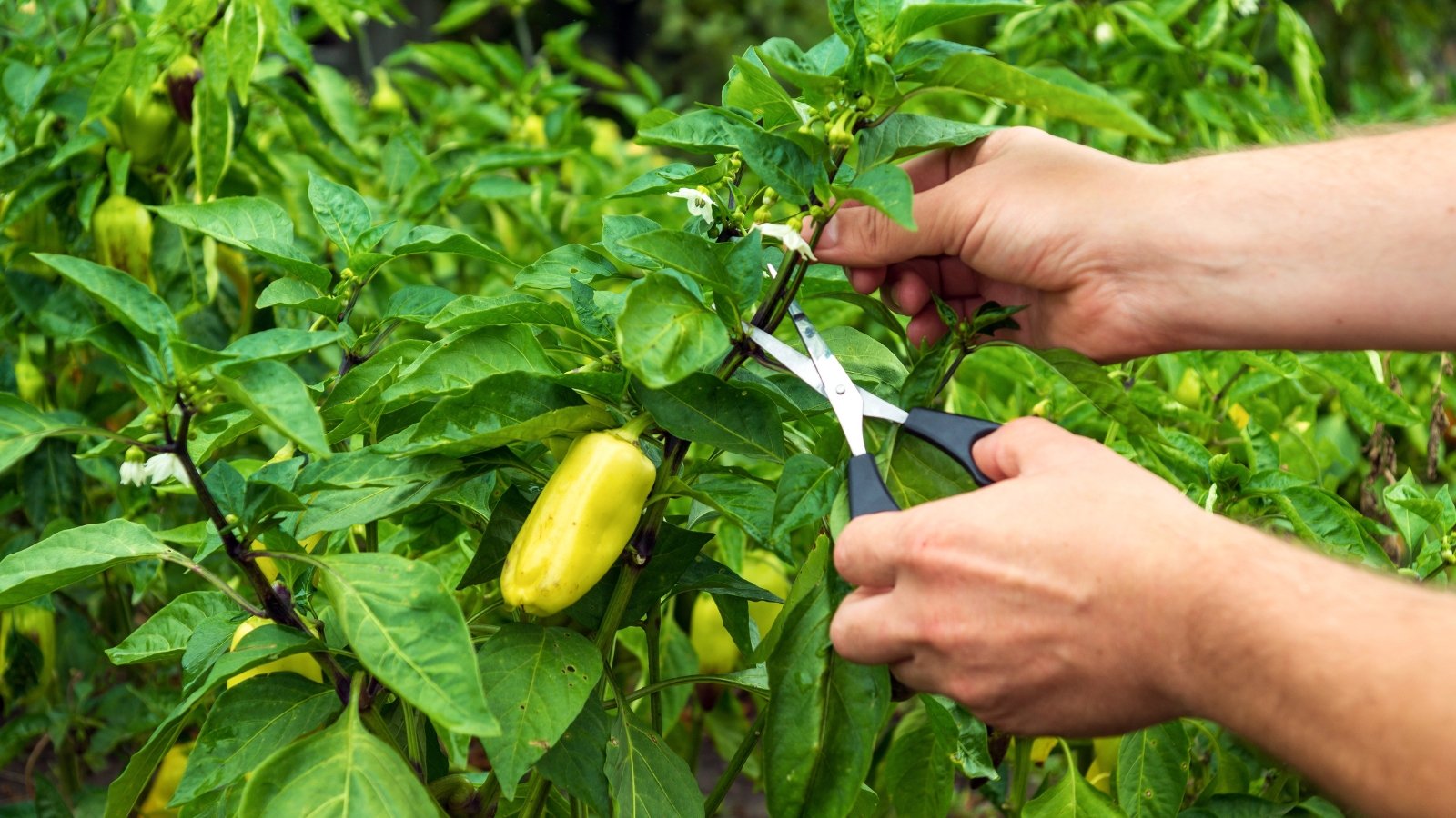 A gardener cutting a stem of a Capsicum annuum plant, with the plant having fresh fruits and green foliage.