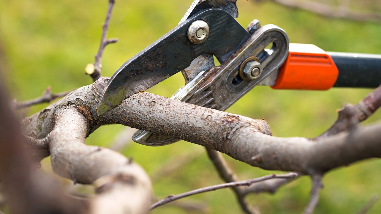 A gardener using loppers to prune the branches of a tree.