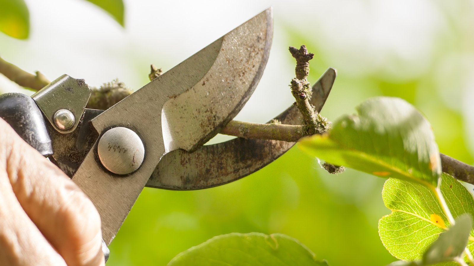 A close-up of pruning shears with sharp blades positioned to trim a stem adorned with lush leaves. The golden rays of the sun gracefully envelop the scene, adding warmth and depth to the composition.