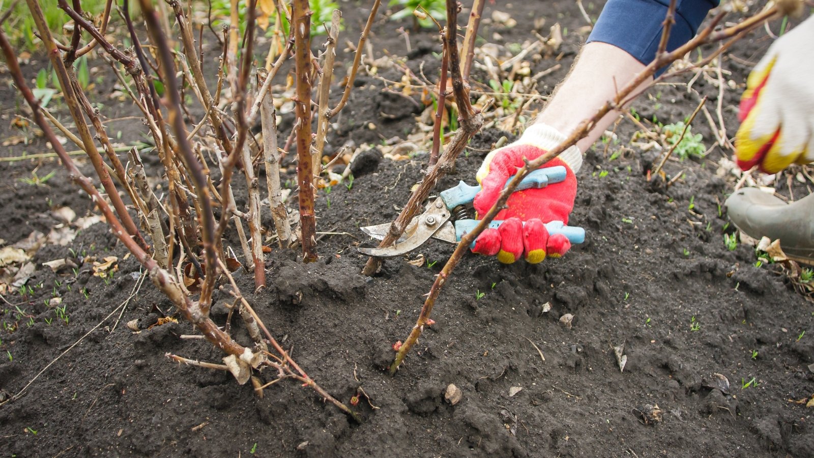 A gardener using pruning shears to trim back excess growth on a bushy plant, focusing on maintaining the plant's shape and health.