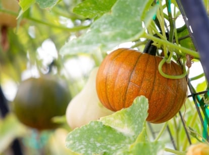 A ripe and unripe pumpkin growing through an arching trellis.