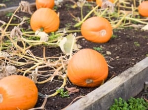 Ripe orange pumpkins rest on sprawling vines with large, broad green leaves, creating a vibrant contrast in the raised bed garden.