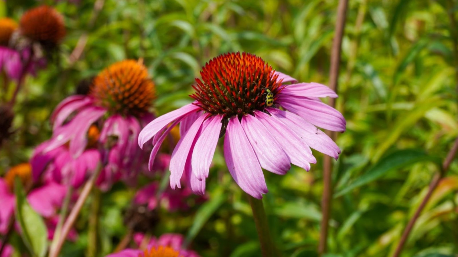 This image features large, vibrant pink to purple daisy-like flowers with spiky centers atop sturdy stems.