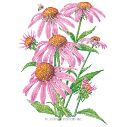 Purple Coneflower Echinacea Seeds