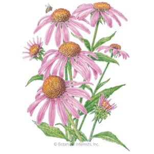 Purple Coneflower Seeds