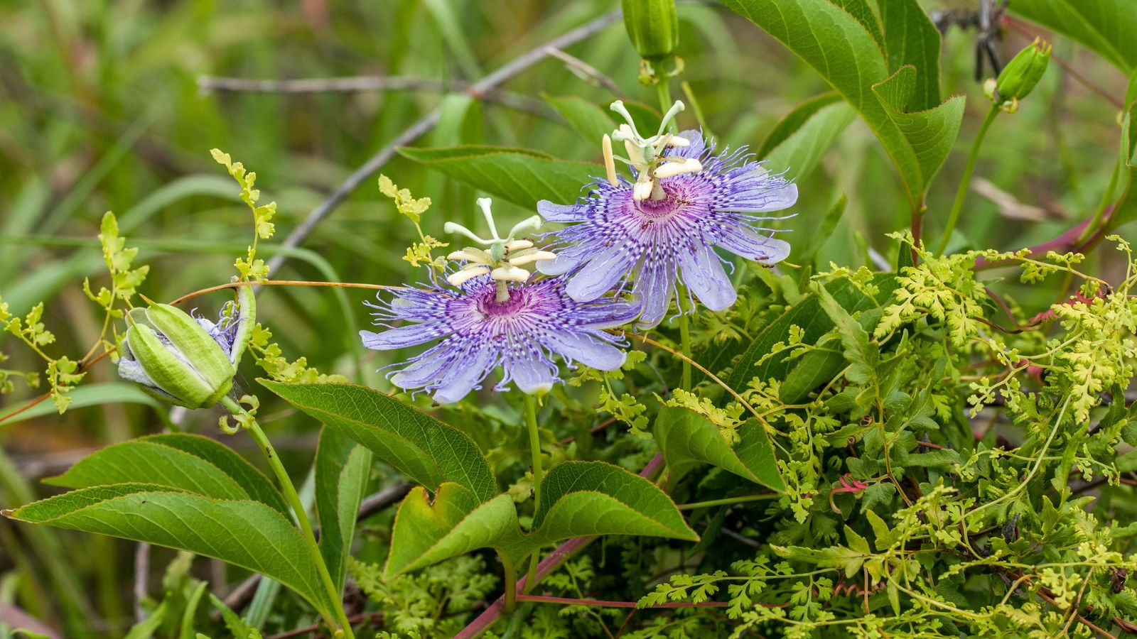 Purple blooms of Purple passionflower whit distinct appearance attached to bright green stems surrounded by veiny leaves and other greens