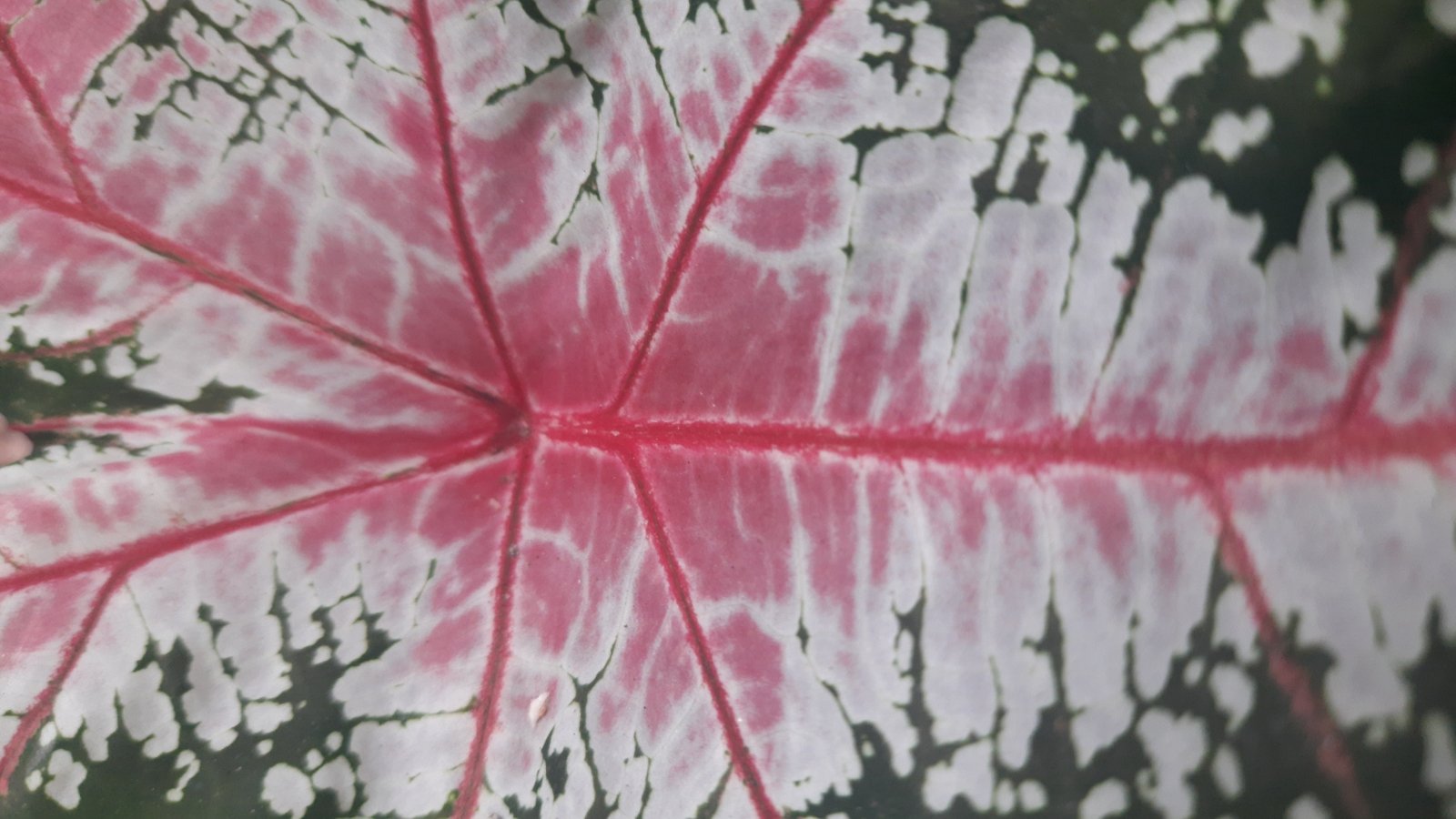 A wild bicolored leaf with striking green and white shades, veins radiating outward.