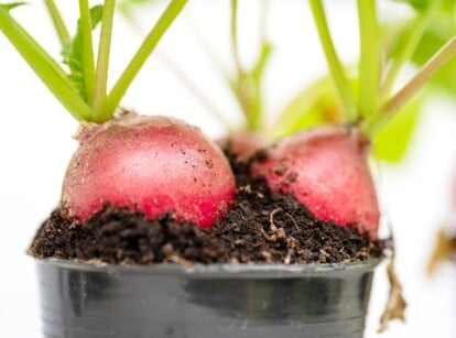 radishes in containers