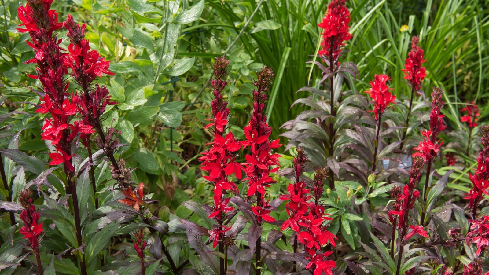 Tall stems rise, adorned with red cardinal flowers, standing out against deep green leaves. In the background, a diverse array of green plants forms a rich tapestry of textures and shades, offering a serene backdrop.