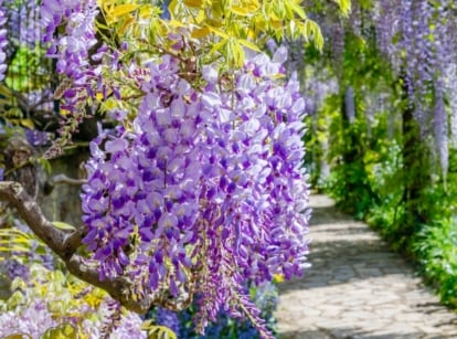 An image featuring a cascade of delicate, lavender-blue blossoms hanging gracefully from long stems, creating a dreamy, romantic atmosphere against the backdrop of a clear blue sky.