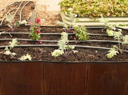 Close-up of a metal raised bed with growing young seedlings of kale and Snapdragon flowering plants with a drip irrigation system installed.