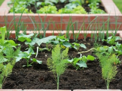 A close-up of vibrant green plants growing in nutrient-rich brown soil within a raised bed, nestled in a lush green garden.