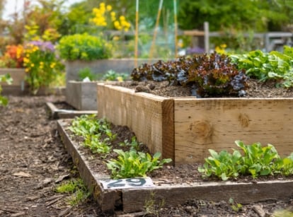 A close-up of a wooden raised bed with lush green plants, set amidst a garden filled with various other greenery in separate raised beds.